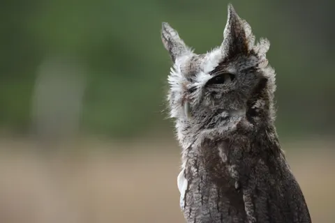 उल्लू 4K वॉलपेपर · animals · 3840×2560