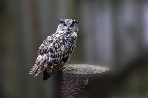 Wallpaper Burung Hantu 4K · animals · 3840×2560