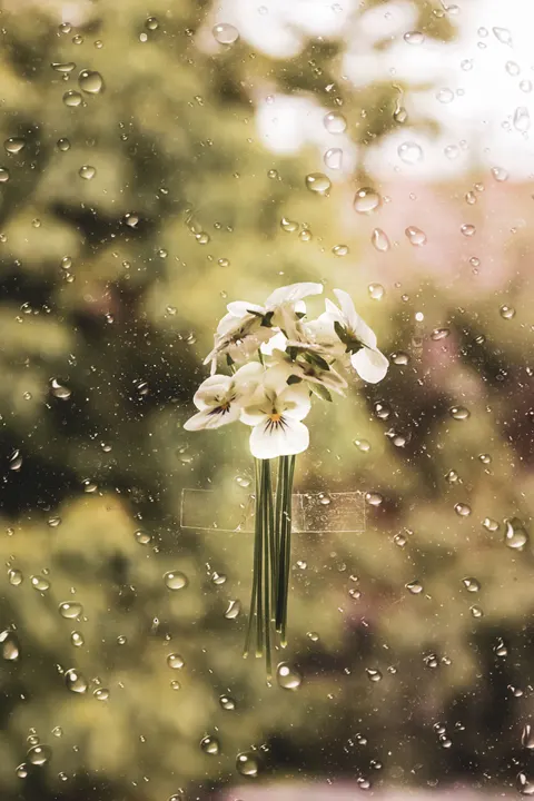 Rain Window Phone Wallpaper · rain · 1440×2160