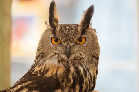 خلفية بومة بدقة 4K · animals · 3840×2560