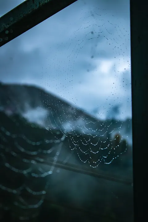 Rain Window Phone Wallpaper · rain · 1440×2160