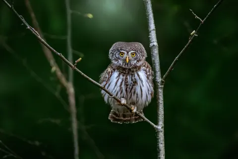 Baykuş 4K Duvar Kağıdı · animals · 3840×2560