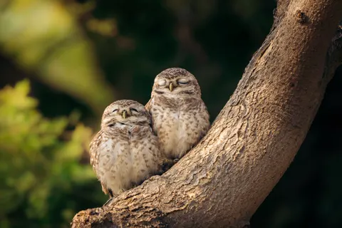 Papel de parede Coruja 4K · animals · 3840×2560