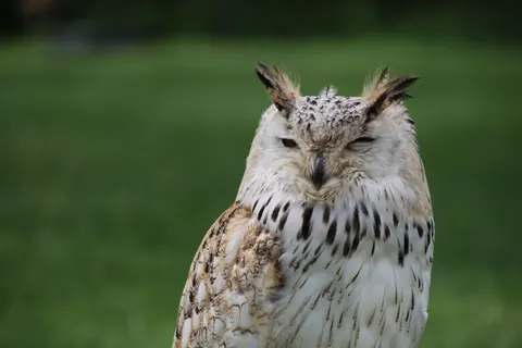 Owl 4K Wallpaper · animals · 3840×2560