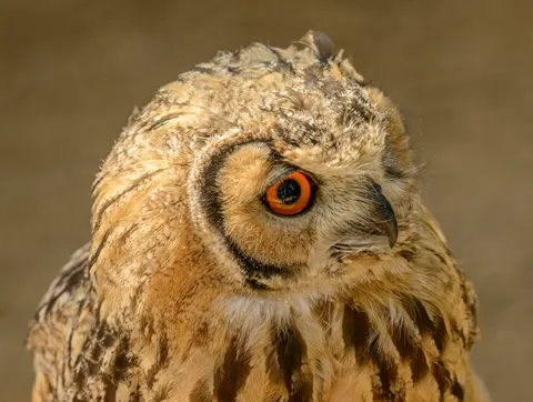 خلفية بومة بدقة 4K · animals · 3840×2893