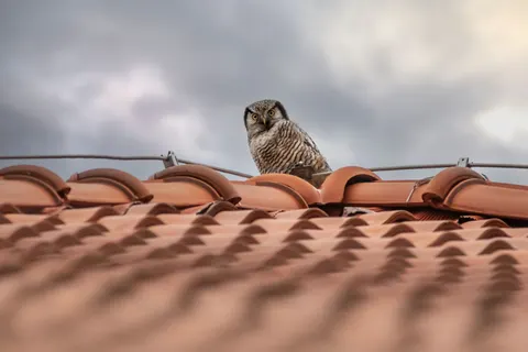 Baykuş 4K Duvar Kağıdı · animals · 3840×2560
