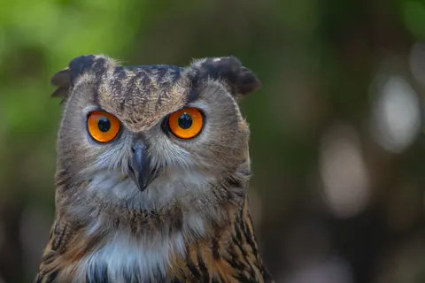 خلفية بومة بدقة 4K · animals · 3840×2560