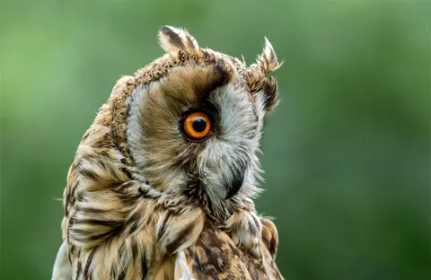 Baykuş 4K Duvar Kağıdı · animals · 3840×2501