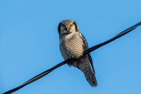 Eule 4K Hintergrundbild · animals · 3840×2560