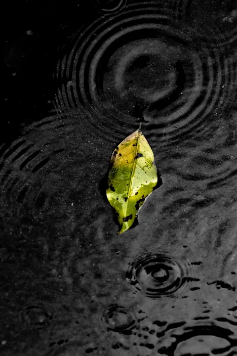 Rain Puddle Phone Wallpaper · rain · 1440×2160