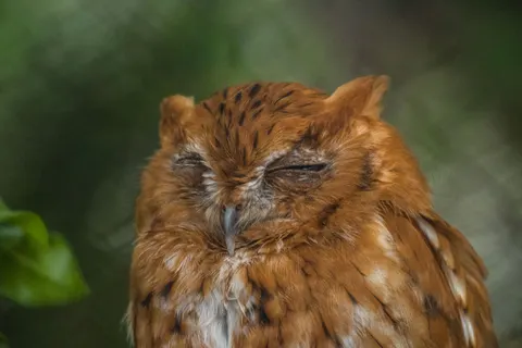 خلفية بومة بدقة 4K · animals · 3840×2560