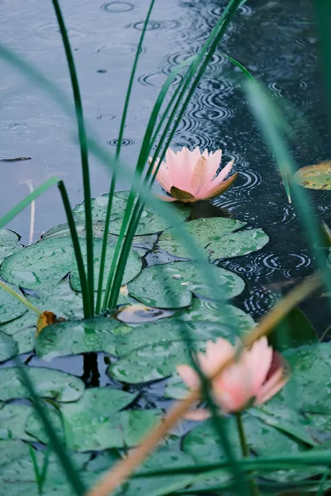 Rain Puddle Phone Wallpaper · rain · 1440×2160