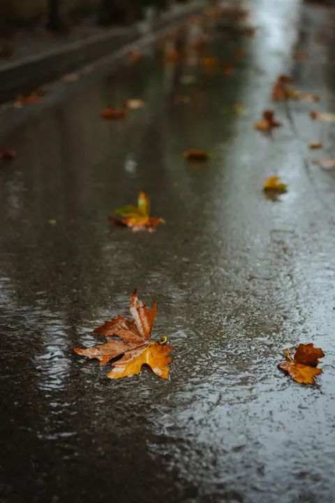 Rain Puddle Phone Wallpaper · rain · 1440×2160