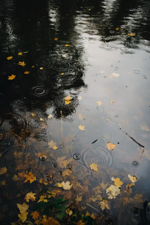 Rain Puddle Phone Wallpaper · rain · 1440×2160