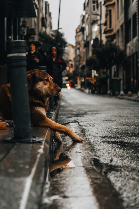 Rain Puddle Phone Wallpaper · rain · 1440×2160