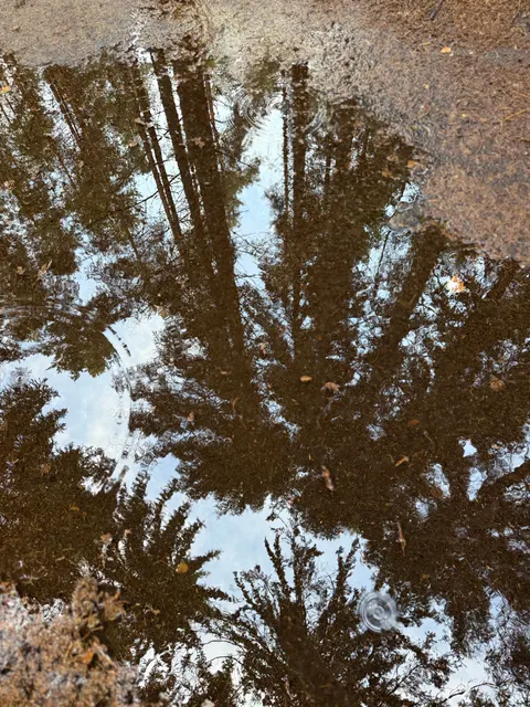 Rain Puddle Phone Wallpaper · rain · 1440×1920