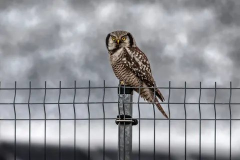 Sfondo Gufo 4K · animals · 3840×2561