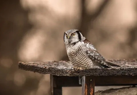 उल्लू 4K वॉलपेपर · animals · 3840×2659