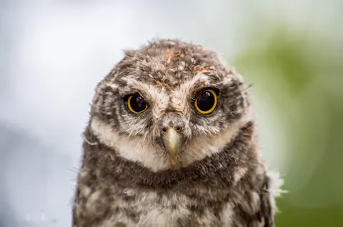 خلفية بومة بدقة 4K · animals · 3840×2553