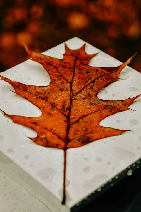 Rain Leaf Phone Wallpaper · rain · 1440×2160
