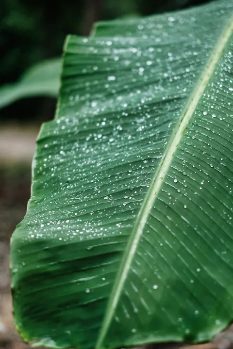 Kropla na liściu Tapeta na Telefon · rain · 1440×2160