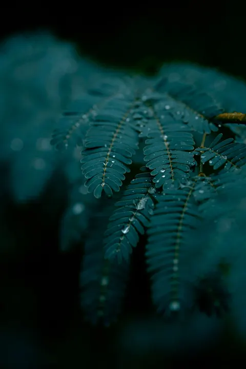 Rain Leaf Phone Wallpaper · rain · 1440×2160
