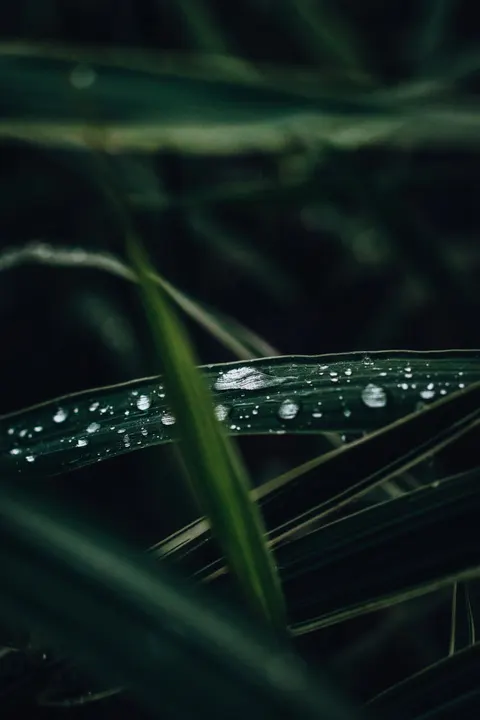 Rain Leaf Phone Wallpaper · rain · 1440×2160