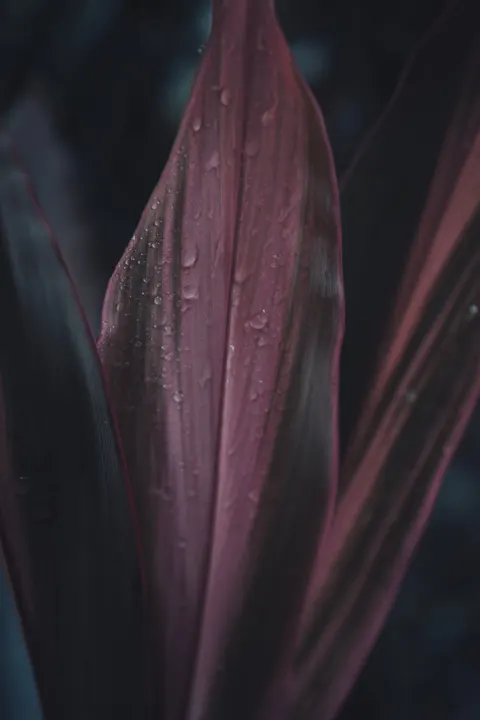 Rain Leaf Phone Wallpaper · rain · 1440×2160