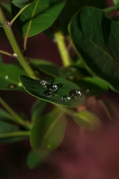Rain Leaf Phone Wallpaper · rain · 1440×2160