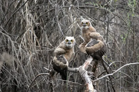 उल्लू 4K वॉलपेपर · animals · 3840×2560