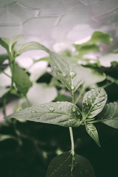 Rain Leaf Phone Wallpaper · rain · 1440×2160