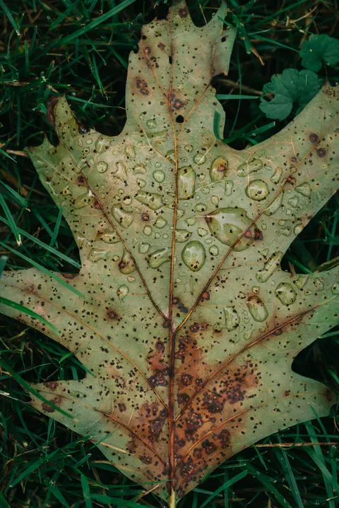 Rain Leaf Phone Wallpaper · rain · 1440×2160