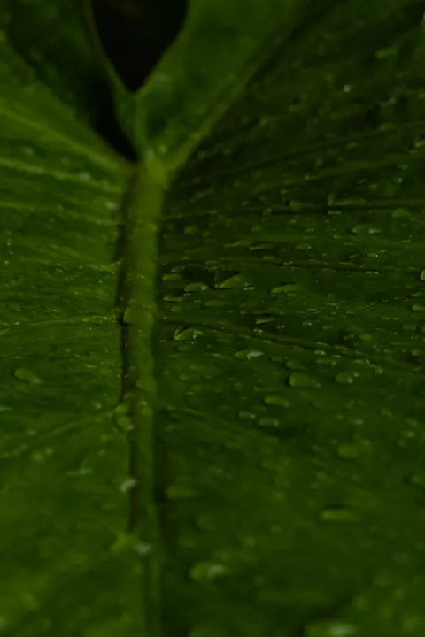 Rain Leaf Phone Wallpaper · rain · 1440×2160