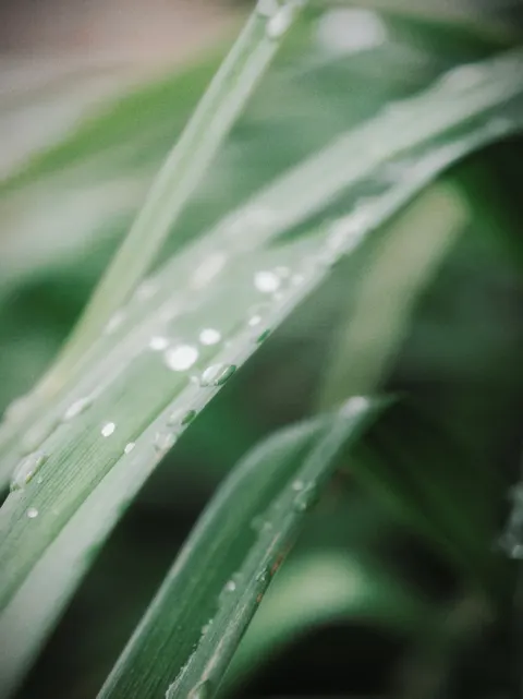 Rain Leaf Phone Wallpaper · rain · 1440×1922