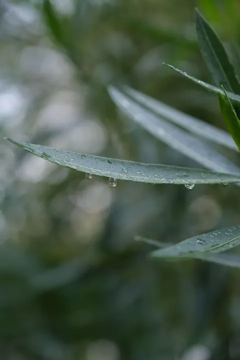 雨叶 手机壁纸 · rain · 1440×2160