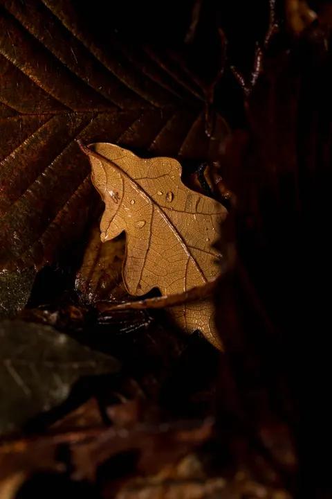Rain Leaf Phone Wallpaper · rain · 1440×2160