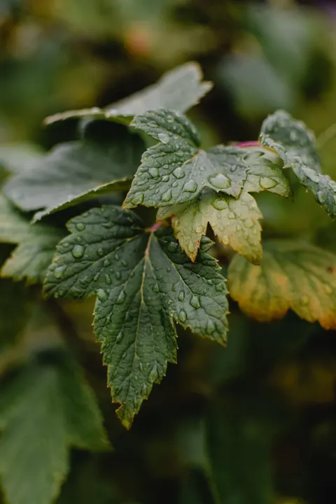 Rain Leaf Phone Wallpaper · rain · 1440×2160