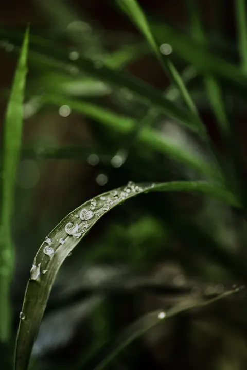 Rain Leaf Phone Wallpaper · rain · 1440×2160