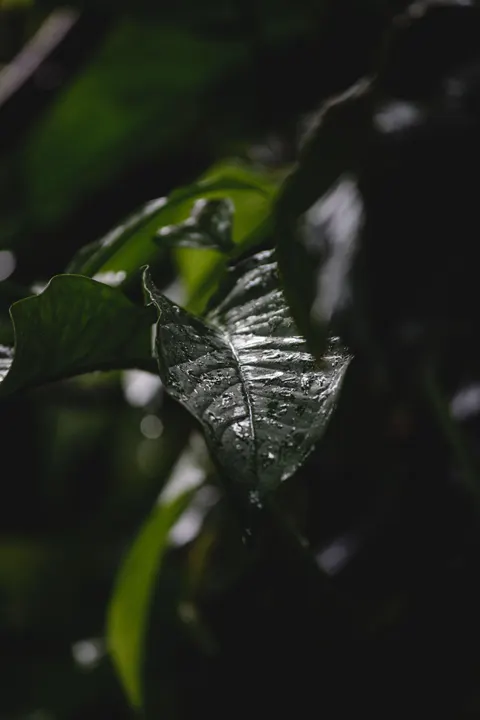 Rain Leaf Phone Wallpaper · rain · 1440×2160