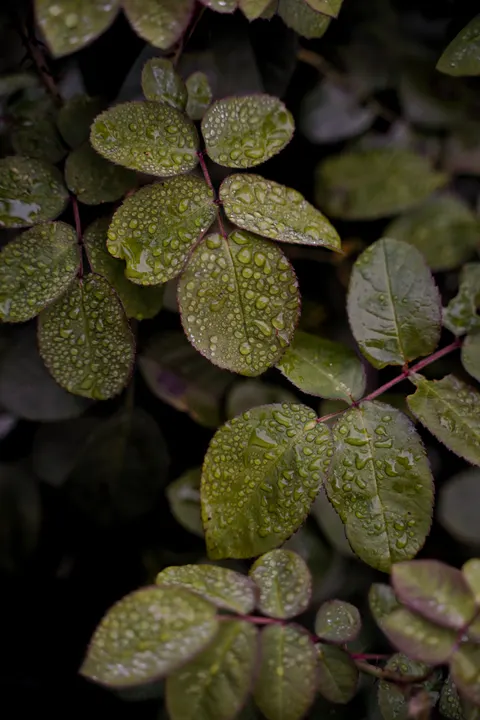 Rain Leaf Phone Wallpaper · rain · 1440×2160