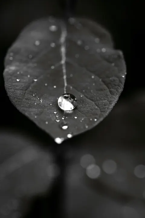 Rain Leaf Phone Wallpaper · rain · 1440×2160