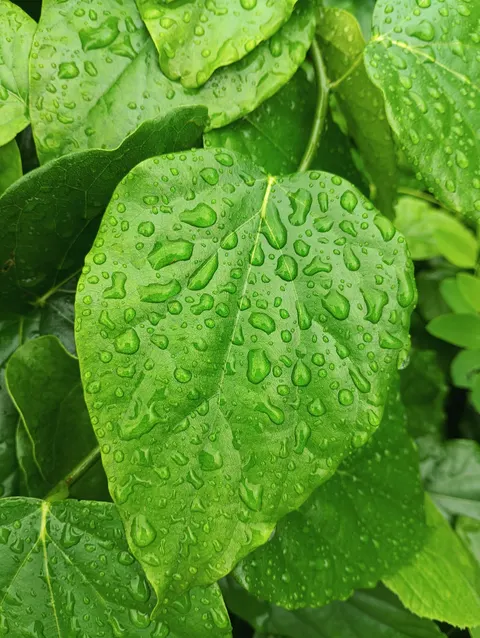 Rain Leaf Phone Wallpaper · rain · 1440×1913