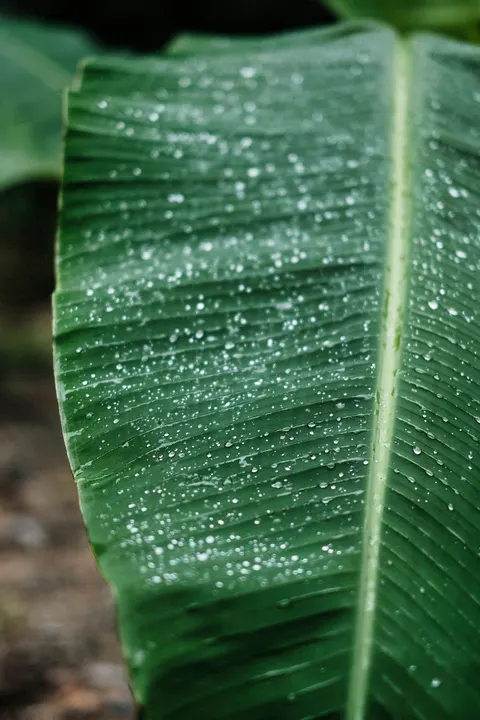 Rain Leaf Phone Wallpaper · rain · 1440×2160