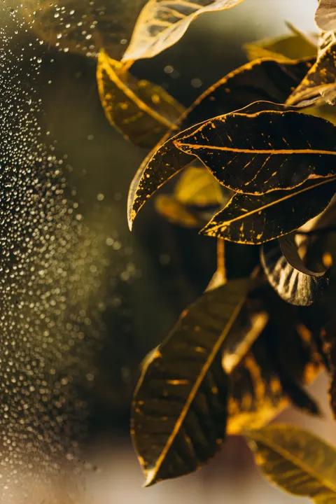 Rain Leaf Phone Wallpaper · rain · 1440×2159