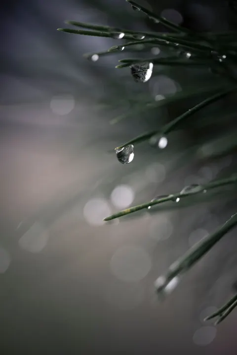 Rain Leaf Phone Wallpaper · rain · 1440×2160