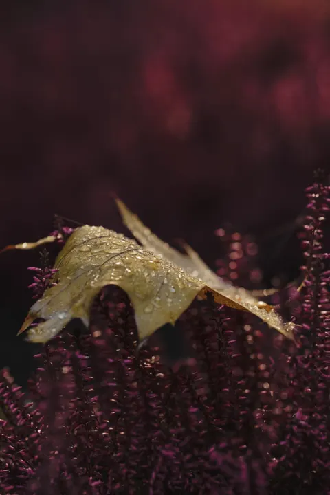Rain Leaf Phone Wallpaper · rain · 1440×2160