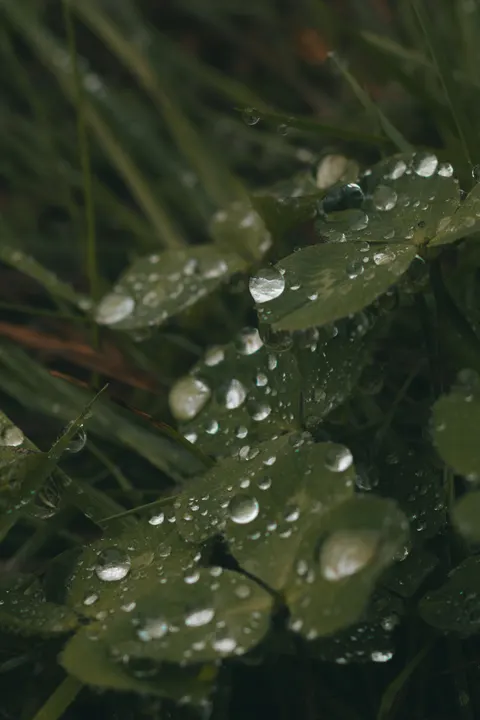 雨葉 手機桌布 · rain · 1440×2160