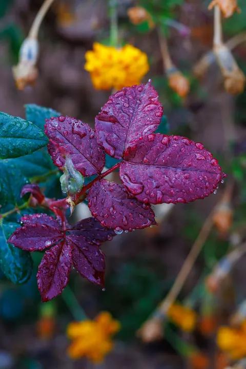 Rain Leaf Phone Wallpaper · rain · 1440×2160