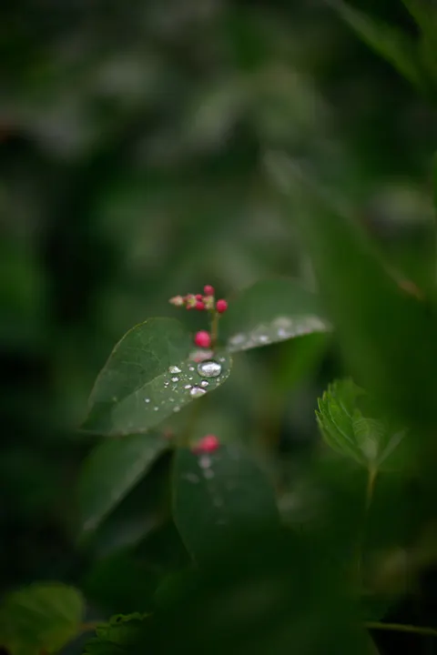 Rain Leaf Phone Wallpaper · rain · 1440×2160