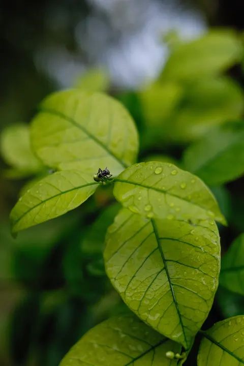 Rain Leaf Phone Wallpaper · rain · 1440×2160